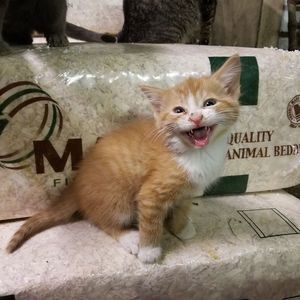 Meet your Posher, Becky